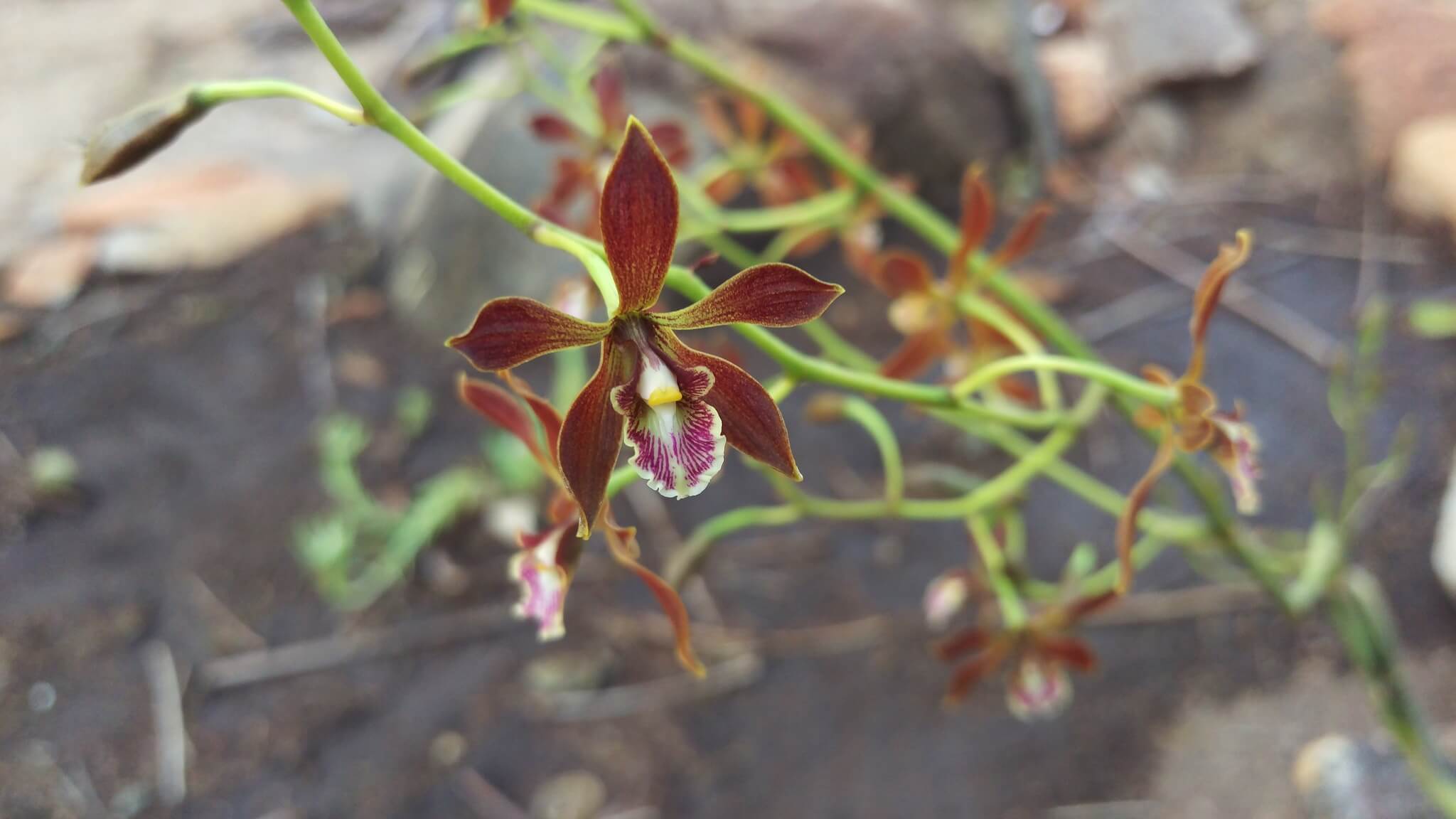 Encyclia spatella